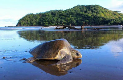 Tortuga Olivacea, Guánico, Los Santos, Panamá