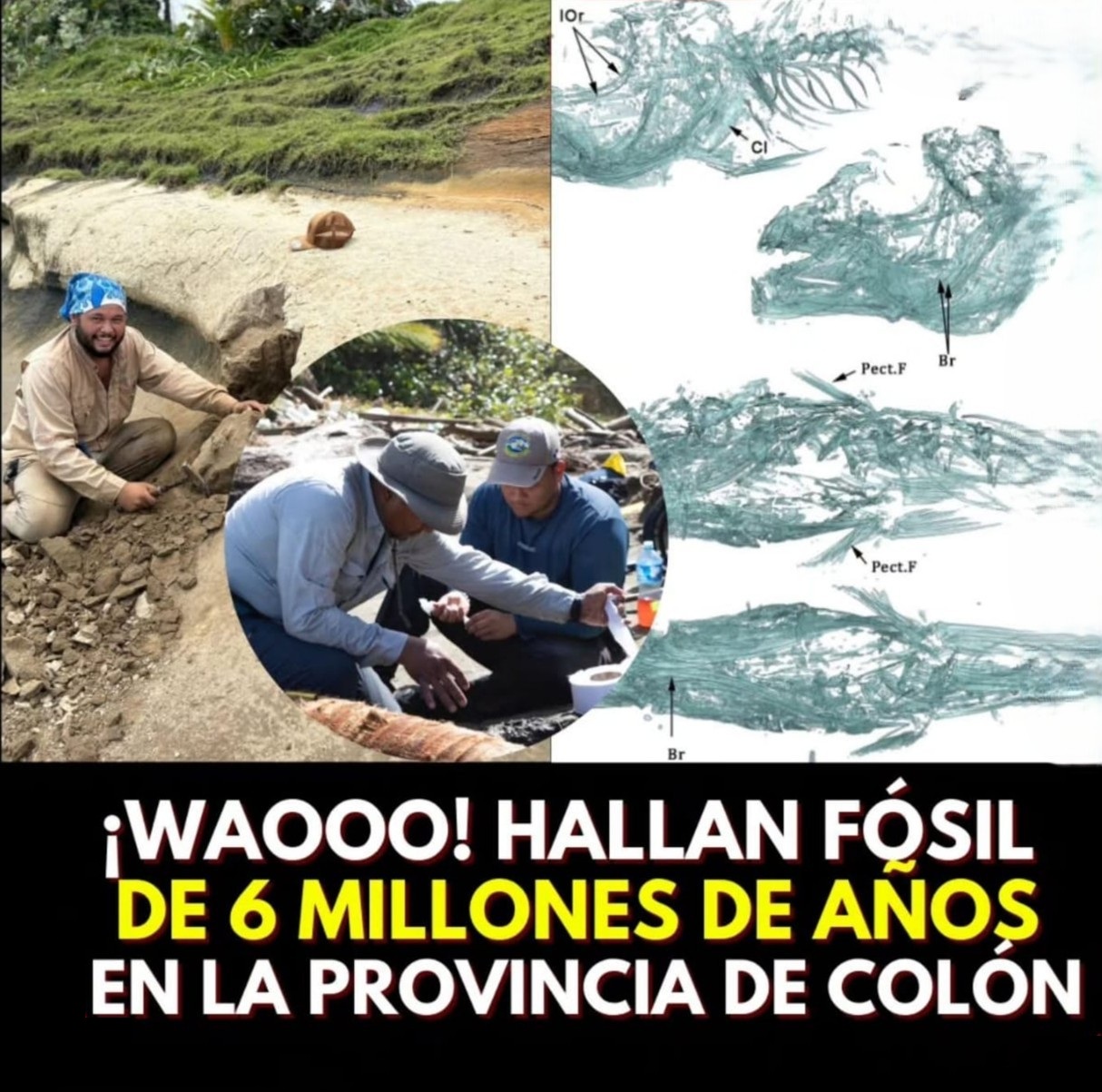 Descubren fósil de 6 millones de años que reescribe la historia geológica de Panamá